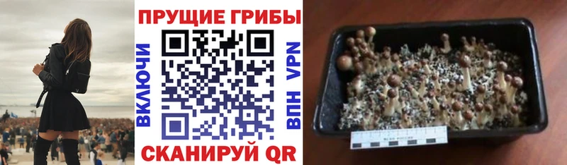 цены наркотик  Анадырь  Псилоцибиновые грибы ЛСД 